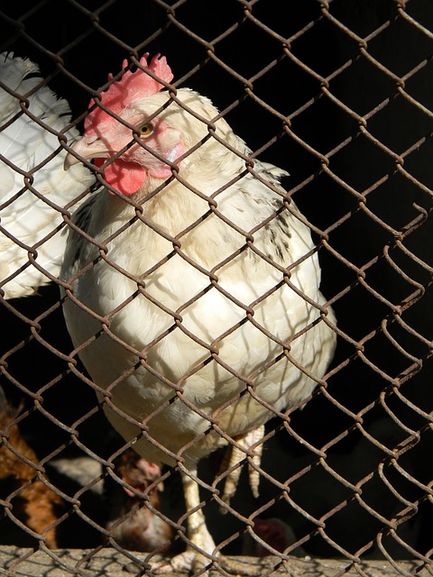 化进程的重 化进程的重